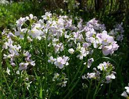 3 x Plug Plants Cuckoo Flower Cardamine Pratensis Marginal Plant Pond Plant Bog