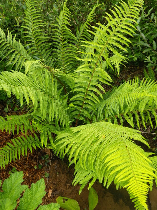 Dryopteris filix-mas - Male Fern - Shade Lover XL plug Garden