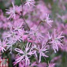 6 x lychnis flos-cuculi Marginal Pond Aquatic - Garden - Flowers - Bee Friendly