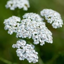 Achillea millefolium 3 x XL Plugs Common yarrow Bee Friendly Native