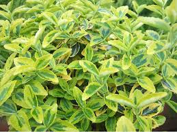 3 x Euonymus fortunei Mixed Plants in 1ltr Pots - Contrasting Colour Variation