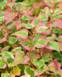 Houttuynia cordata Chameleon Marginal Garden Flowering Perennial