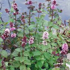 1 x 9cm Plants - Water Mint - Mentha aquatica Pond Marginal Bog Native British